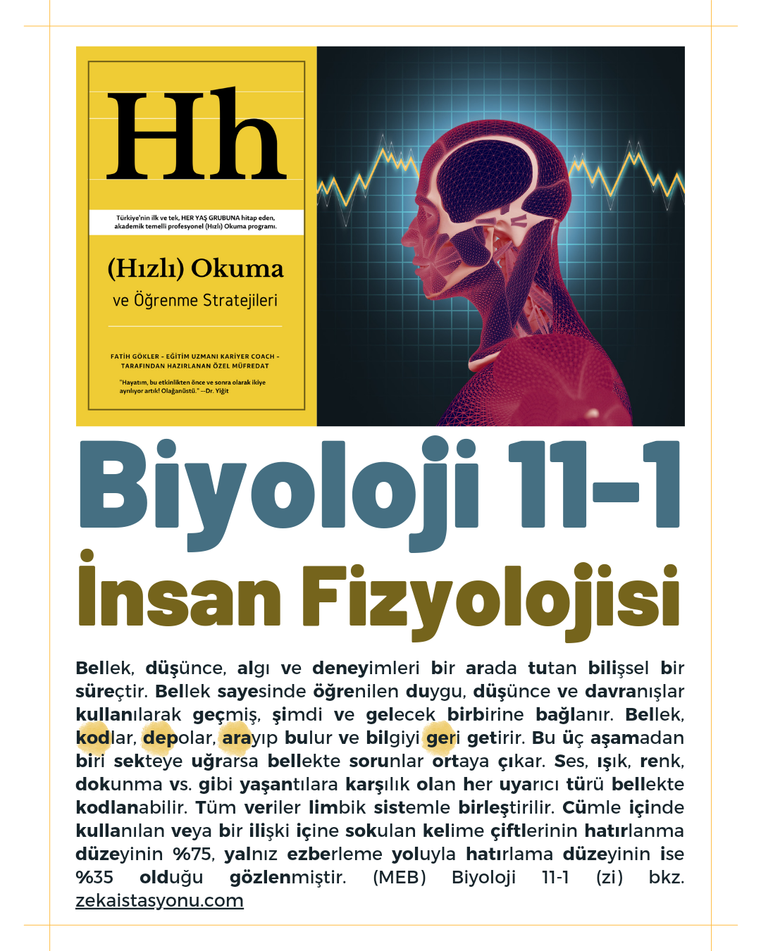 {sistemYES!} Biyoloji 11-1 İnsan Fizyolojisi
